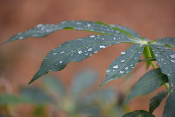dew on a leaf