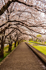 spring on a Japanese path