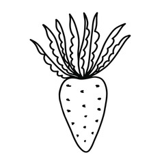 Black and white single carrot on a white background. Vector outline illustration of a carrot with lush tops close-up. Isolated object for your design.