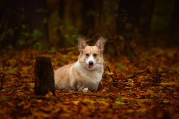 Dog Welsh Corgi Pembroke sits with a silly face and tongue on top in a beautiful autumn forest