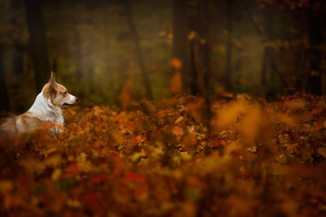 A pensive Welsh Corgi Pembroke dog stands in the beautiful autumn forest