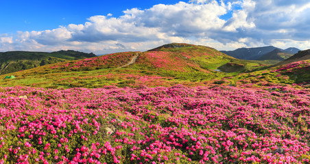 Summer scenery. Panoramic view in lawn are covered by pink rhododendron flowers, blue sky and high mountain. Location Carpathian, Ukraine, Europe. Colorful background. Concept of nature revival.