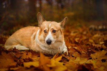 A lying and sad Welsh Corgi Pembroke dog in a beautiful autumn forest