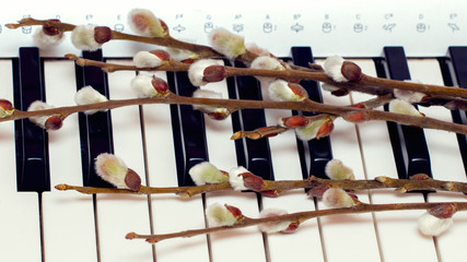 Pussy-willow branches with catkins on the keys of the piano