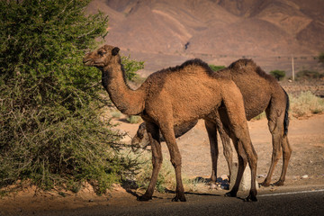 Zwei Kamele fressen die Früchte des Arganbaums, Marokko