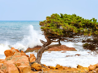 Naklejka premium Tilted tree on the beach of red porphyry rocks in the immense Mediterranean scrub of Ogliastra, Sardinia, Italy
