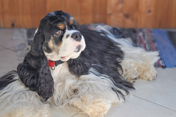 Adult cute tri-color American Cocker Spaniel