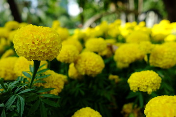 Yellow Marigold Flowers in the Park.