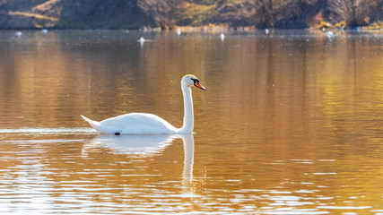 Obraz premium A lone swan swims along the river in sunny weather