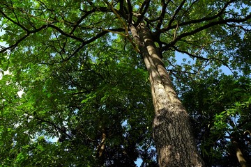 Fototapeta premium Bottom View of Trees in the Garden.