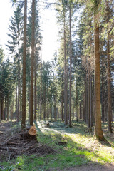 Low angle of dense pine forest and bright sky