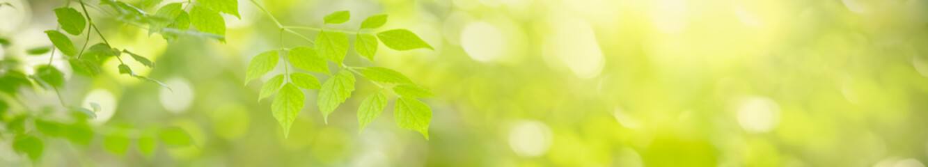 Close up beautiful nature view green leaf on blurred greenery background under sunlight with bokeh and copy space using as background natural plants landscape, ecology cover concept.