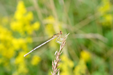 Dragonfly  on a spring meadow.