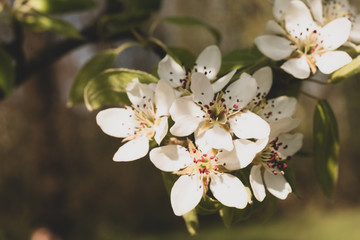 apple tree flowers