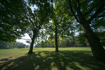 Grass and trees in the summer park in the early morning