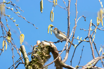 Small songbird on birch tree branch with blue skies in background