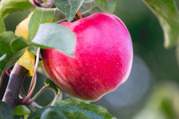 Red ripe apple on tree branch close up