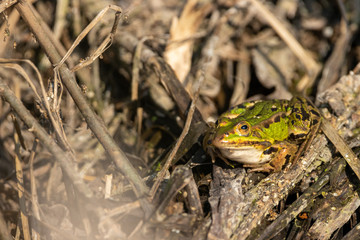 Large Green Frog basking in plant matter on nature reserve