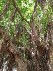tree in the forest