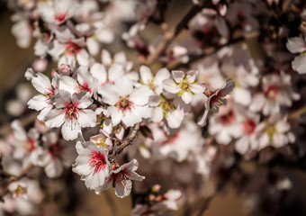 Zweig mit weißen Mandelblüten,  Prunus dulcis,  Detailaufnahme