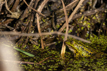 Large Green Frog basking partly submerged in water