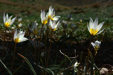 Crocus chrysanthus, tiny flowers in white and yellow, being opened in the field