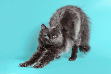 black cat stretches on a turquoise background