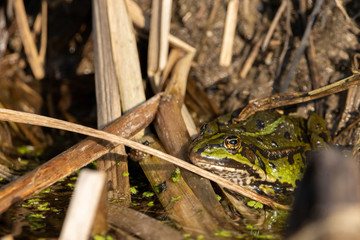 Large Green Frog basking in plant matter on nature reserve