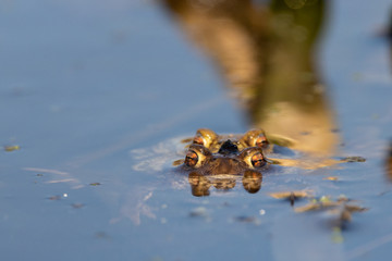 Frontal eye level shot of male and female European Common Toad mating in water