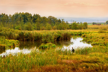 River with dense thickets of reeds and trees in the morning at sunrise