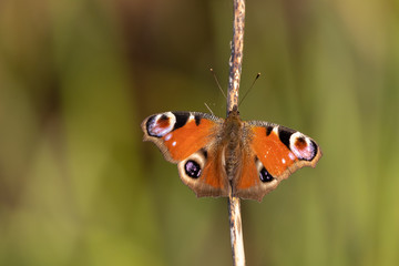 Peacock butterfly sunning itself on reed stem with green background