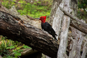 Pájaro carpintero gigante alimentándose parado encima de árbol caído 