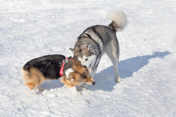 Cute pembroke welsh corgi puppy and siberian husky are playing in the winter park. Pet animals.