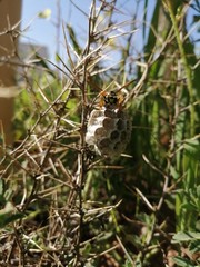  A wasp nest