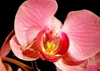 Pink orchid with drops of water on black background.
