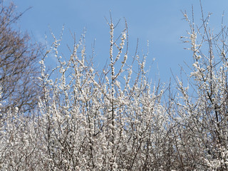 White blossom trees flowering in the Spring against blue sky.