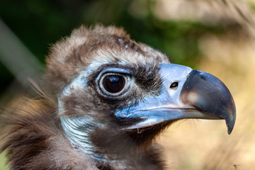 Griffon vulture in a detailed portrait