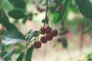 Bunch of ripe cherries hanging from a cherry tree branch. Water droplets on fruits, cherry orchard after the rain