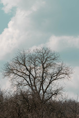 lonely tree in the sky