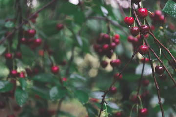 Bunch of ripe sour cherries hanging from a cherry tree branch. Cherry orchard after the rain. Fruit plantation and fruit picking.