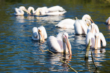 rosa Pelikane im Brackwasser