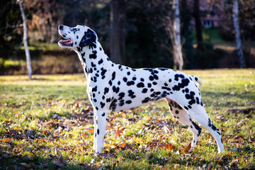 Dalmata