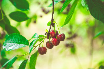 Ripe cherries hanging from a cherry tree branch. Water droplets on fruits, cherry orchard after the rain