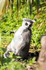 Lemuren im Wald