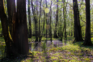 Obraz premium Sunny and shady forest and a pond between the trees while tree shadows are over the green jungle land