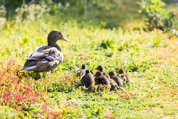 Ente mit jungen Küken
