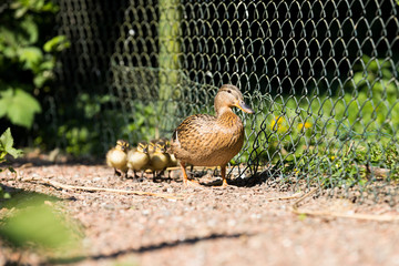 Ente mit jungen Küken
