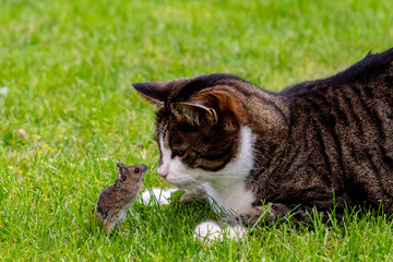 Katz und Maus