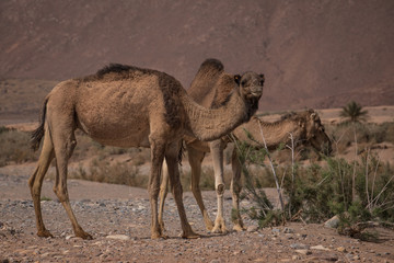 Zwei fressende Kamele an einem Strauch