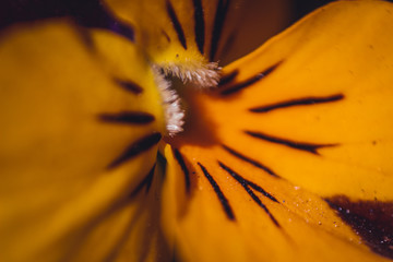Pręciki kwiatu pod obiektywem makro.